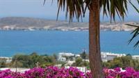 Aloe Paros Suites And Studios Drios Eksteriør bilde